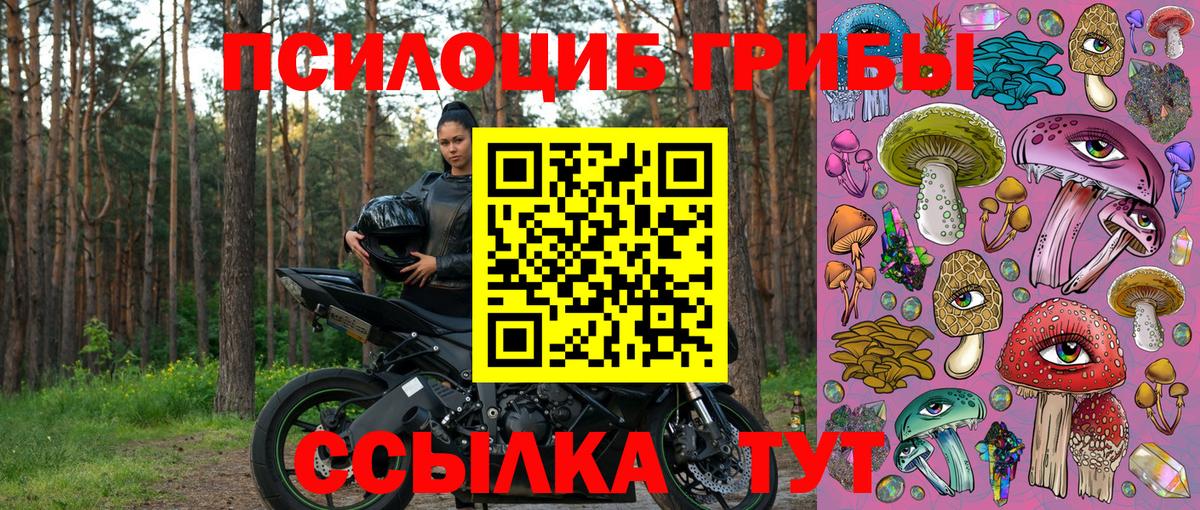 Тулун  Галлюциногенные грибы прущие грибы  Вход с VPN 